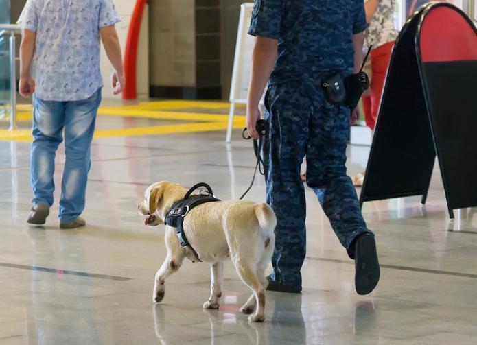 DogSniff Searches and the Human Body, What’s a Search and What’s Legal